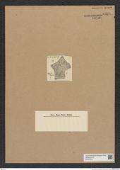 Diatomeae indet. Zeichnungen Sammlung Grunow Nr. 6929 (NHMW-BOT-W0375810)